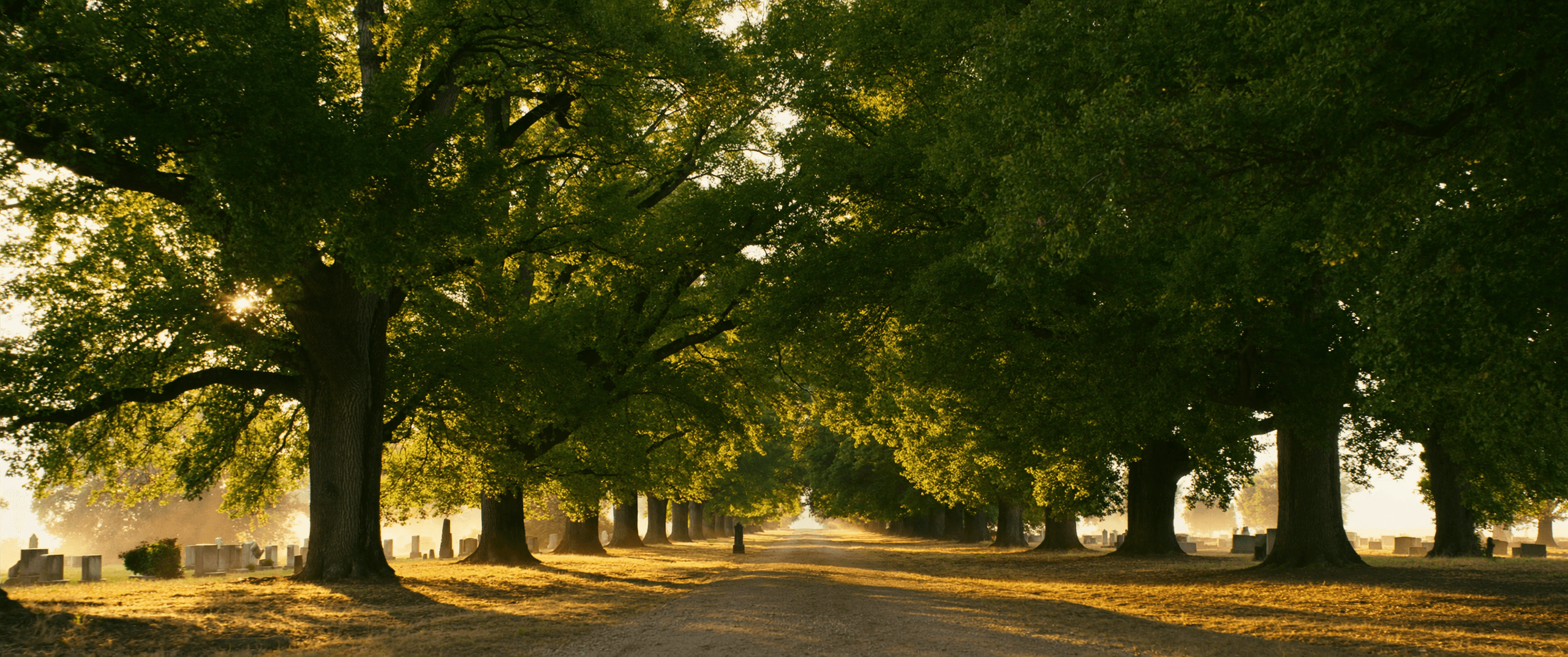 Tree-lined avenue through an estate garden cemetery