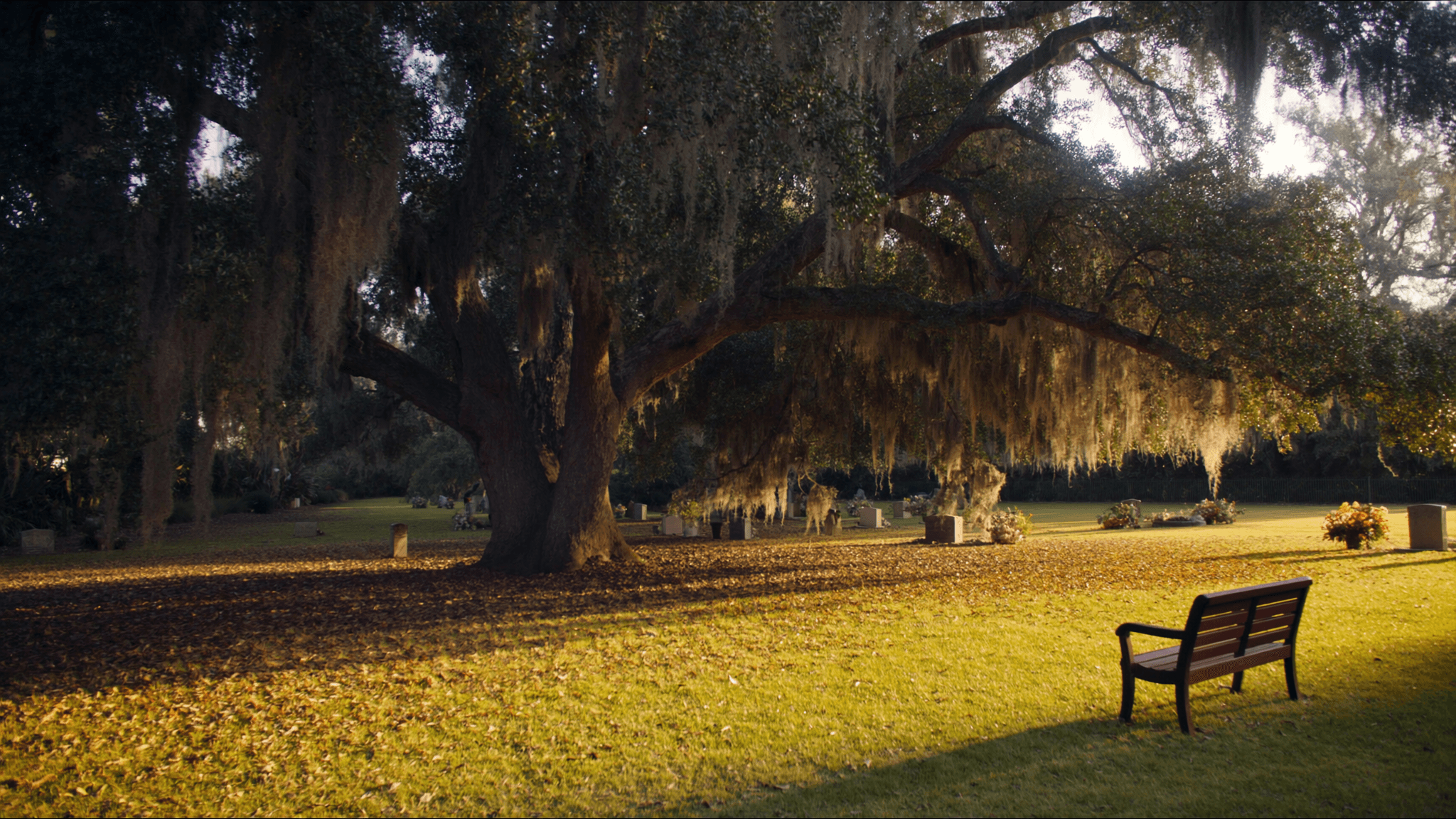 Quiet bench beneath a live oak